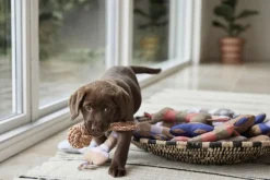 Ashi Hundelegetøj - Stor