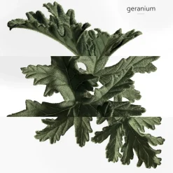 **EAU DE BASILIC POURPRE NATURAL SP