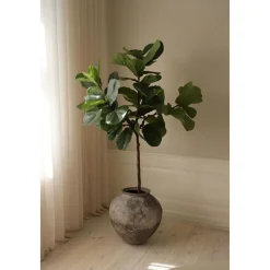 Fiddle Leaf Fig
