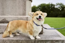 HAY Dogs Collar Flat-S/M-Blue, off-