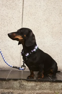 HAY Dogs Collar Flat-S/M-Lavender,