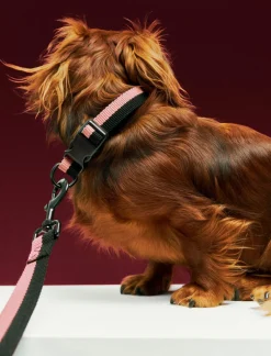 HAY Dogs Collar Flat-S/M-Pink, blac