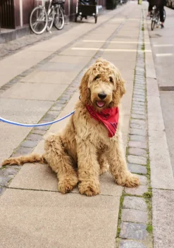 HAY Dogs Leash-Flat M/L-Blue, off-w