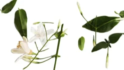 Lady Million Deodorant spray 150 ml