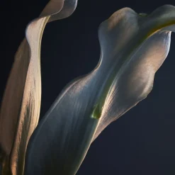 Lady Million Deodorant spray 150 ml