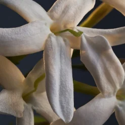 Lady Million Deodorant spray 150 ml