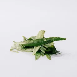 LOEWE Esencia Eau de Parfum