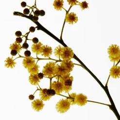 LOEWE Mimosa Candle Small