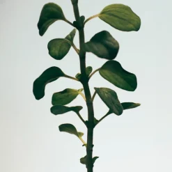 LOEWE Oregano Soap Bar