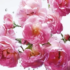 Miss Dior Rose N'Roses Eau de toilette