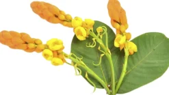 Organic Phytonutrient Caffeine Infusion 100 ml.