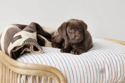 Otte Hundeseng - Lille