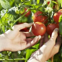 REPLICA From the Garden Eau de Toilette