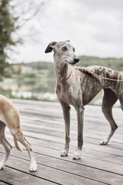 Robin Hundehalsbånd - Medium