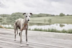 Robin Hundehalsbånd - Medium