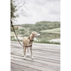 Robin Hundehalsbånd - Medium