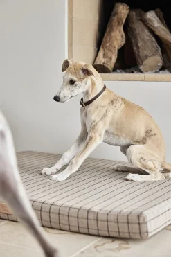 Robin Hundehalsbånd - Stor