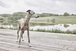 Robin Hundehalsbånd - Stor