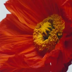 Scarlet Poppy Cologne Intense