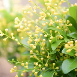 Solid parfume - Aglaia No. 01