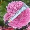 Solid parfume - Rose Otto No. 35