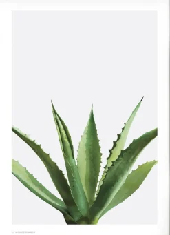 Wonderhagen - Agave plakat